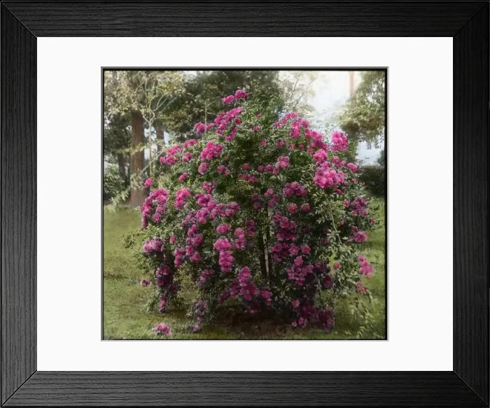 Framed Print : Rosa Weeping Excelsa Framed Print : Rosa Weeping Excelsa