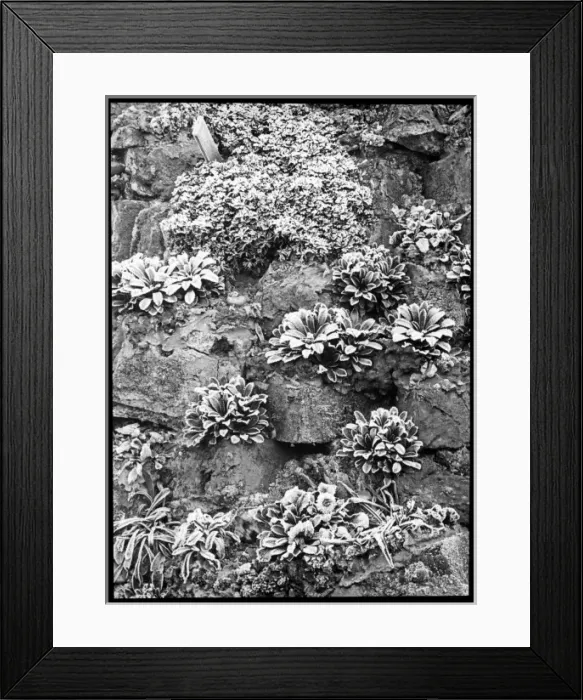 Framed Print : Saxifraga Andrewsii covered with frost Framed Print : Saxifraga Andrewsii covered with frost