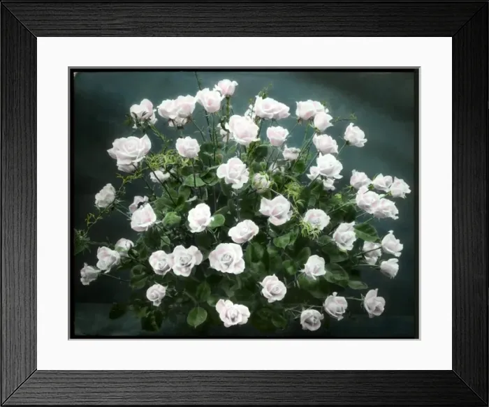 Framed Print : Arrangement of pale pink roses Framed Print : Arrangement of pale pink roses