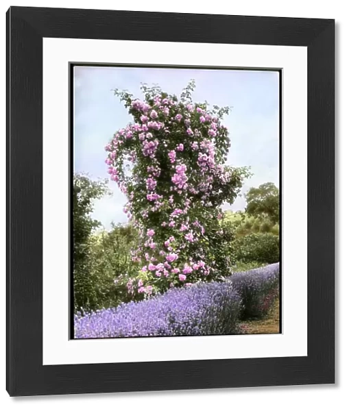 Pink rosebush with lavender