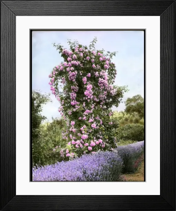 Framed Print : Pink rosebush with lavender Framed Print : Pink rosebush with lavender