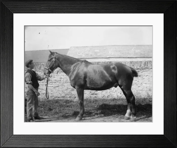 Framed Print : Stable boy with stallion Framed Print : Stable boy with stallion