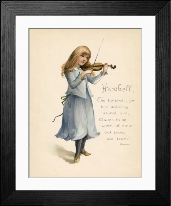 Framed Print : Harebell / Language of Flowers Framed Print : Harebell / Language of Flowers