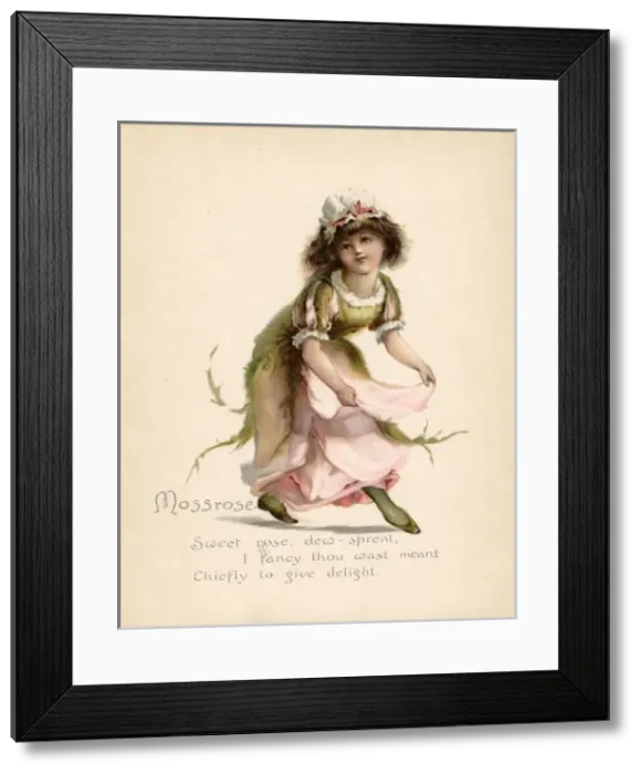 Framed Print : Mossrose / Language of Flowers Framed Print : Mossrose / Language of Flowers