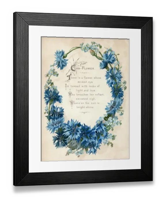 Framed Print : Cornflower Framed Print : Cornflower