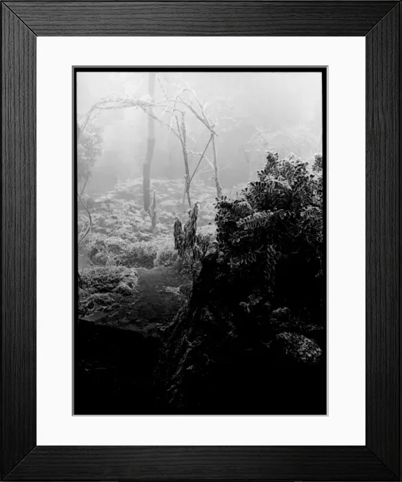 Framed Print : Garden with fog and frost Framed Print : Garden with fog and frost