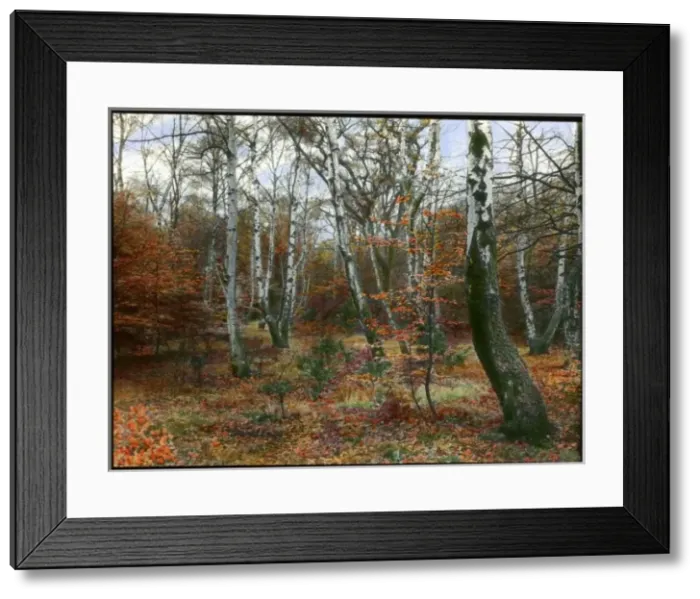 Framed Print : Scene in an autumn forest Framed Print : Scene in an autumn forest