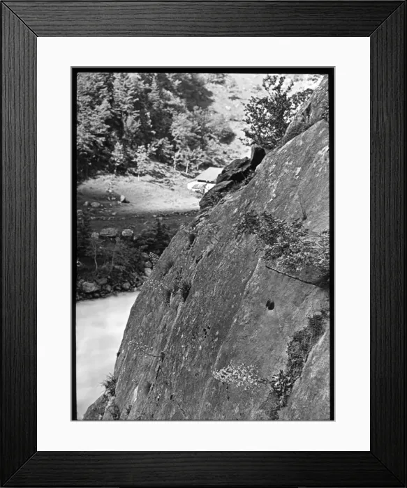 Framed Print : Saxifraga Cotyledon on a mountainside Framed Print : Saxifraga Cotyledon on a mountainside