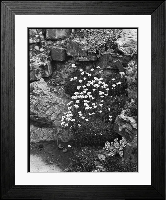 Framed Print : Saxifraga Cespitosa (Tufted Saxifrage) Framed Print : Saxifraga Cespitosa (Tufted Saxifrage)
