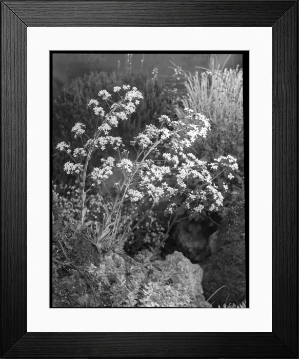 Framed Print : Saxifraga Cotyledon Pyramidalis Icelandica Framed Print : Saxifraga Cotyledon Pyramidalis Icelandica