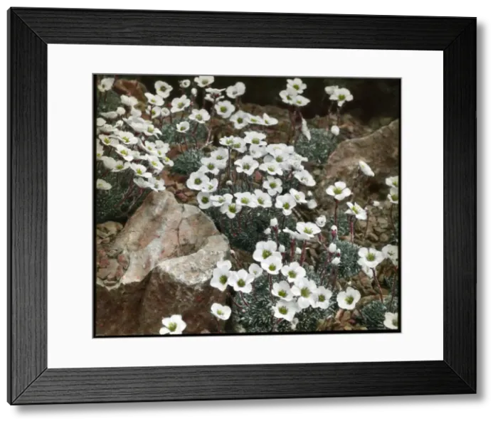 Framed Print : Saxifraga Burseriana Gloria Framed Print : Saxifraga Burseriana Gloria
