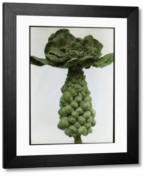 Framed Print : Brassica Oleracea Gemmifera (Brussels Sprouts) Framed Print : Brassica Oleracea Gemmifera (Brussels Sprouts)