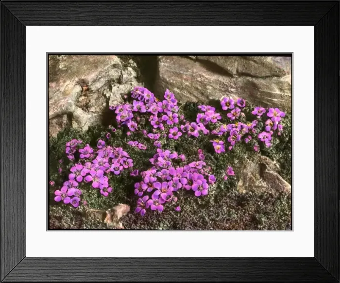 Framed Print : Saxifraga Oppositifolia Framed Print : Saxifraga Oppositifolia
