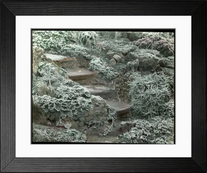 Framed Print : Hoar frost on plants in a garden Framed Print : Hoar frost on plants in a garden