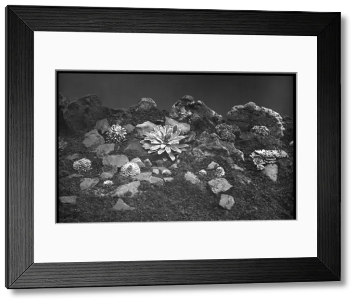 Framed Print : Saxifraga varieties in a rocky setting Framed Print : Saxifraga varieties in a rocky setting