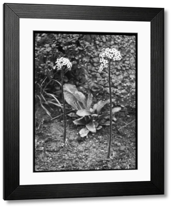 Framed Print : Saxifraga Peltata (Umbrella Plant) Framed Print : Saxifraga Peltata (Umbrella Plant)