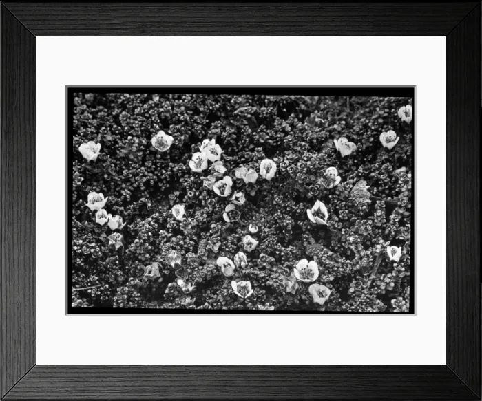 Framed Print : Saxifraga Oppositifolia Splendens Framed Print : Saxifraga Oppositifolia Splendens