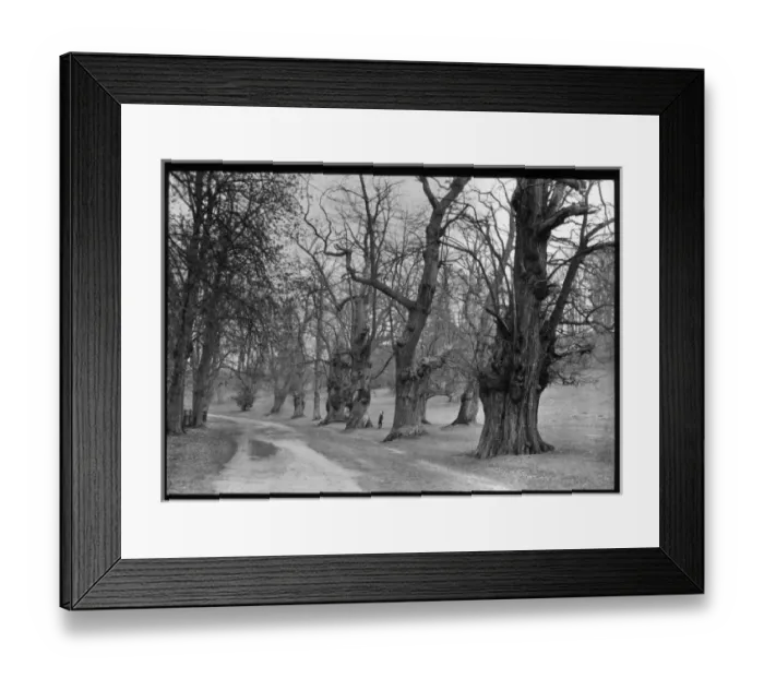 Framed Print : Ancient trees alongside a pathway Framed Print : Ancient trees alongside a pathway