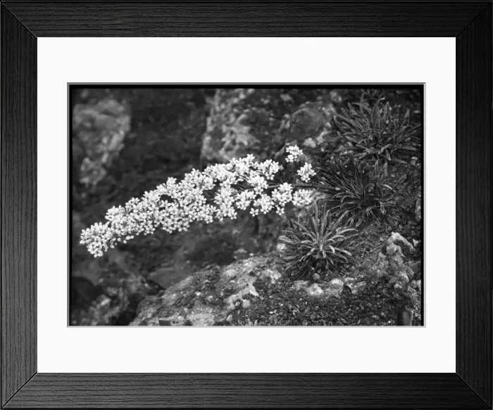 Framed Print : Saxifraga Lingulata in the Malby garden Framed Print : Saxifraga Lingulata in the Malby garden