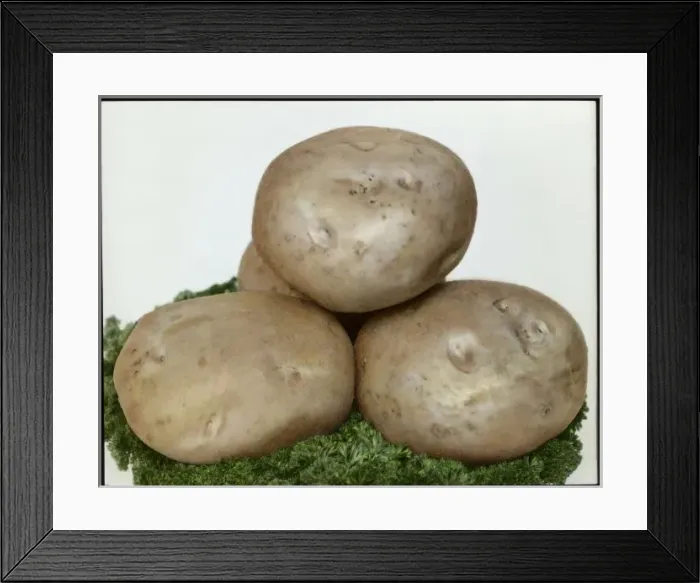 Framed Print : Solanum Tuberosum (Potato) Great Scot Framed Print : Solanum Tuberosum (Potato) Great Scot