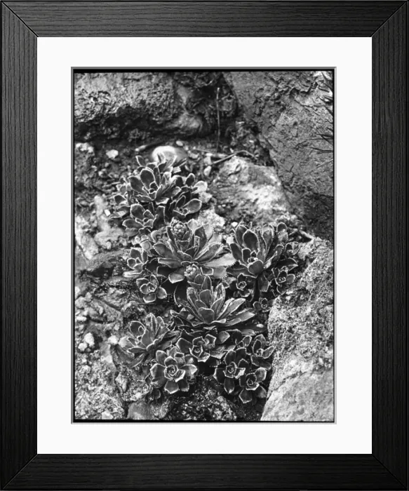 Framed Print : Saxifraga Macnabiana Framed Print : Saxifraga Macnabiana