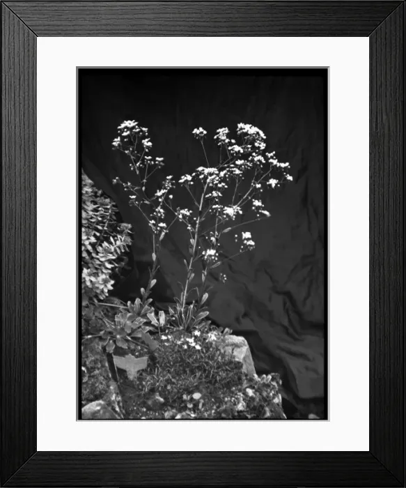 Framed Print : Saxifraga Cotyledon Pyramidalis Framed Print : Saxifraga Cotyledon Pyramidalis
