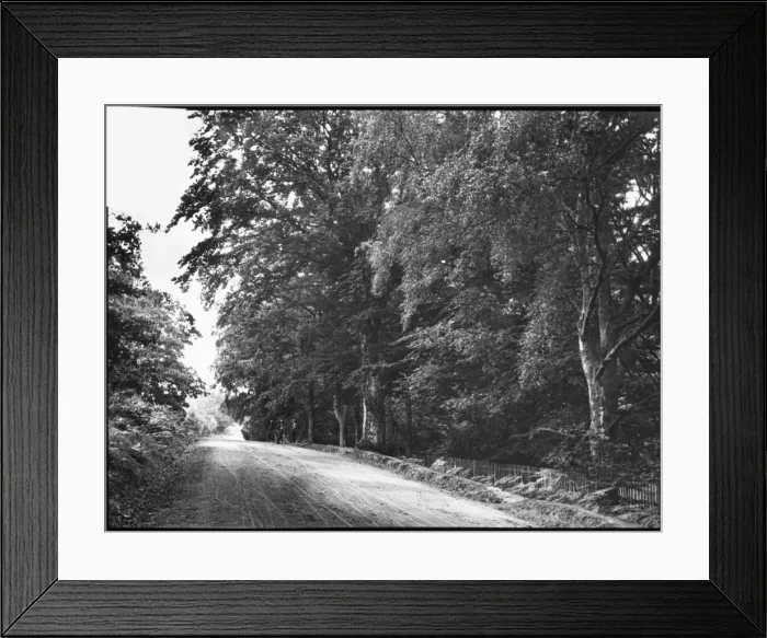 Framed Print : Country road lined with trees Framed Print : Country road lined with trees