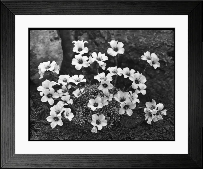 Framed Print : Saxifraga Suendermannii Framed Print : Saxifraga Suendermannii