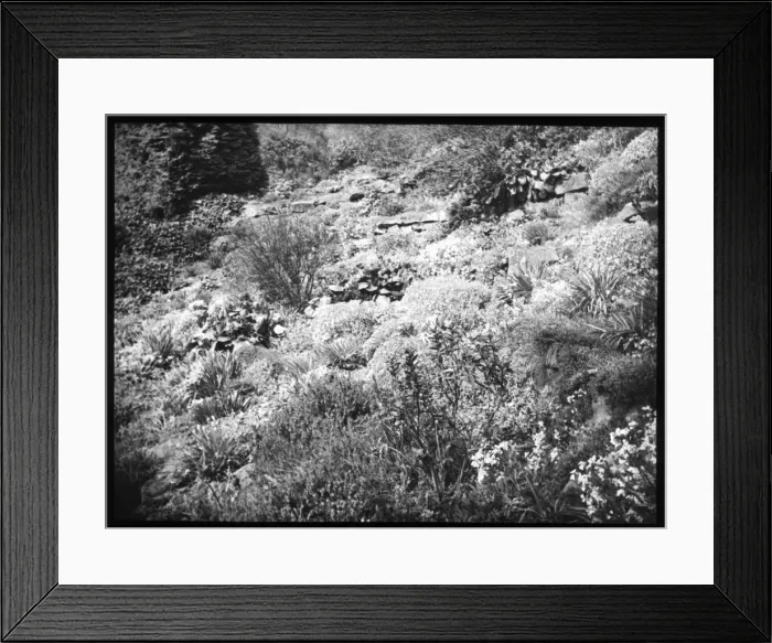 Framed Print : Unidentified garden with rockery Framed Print : Unidentified garden with rockery