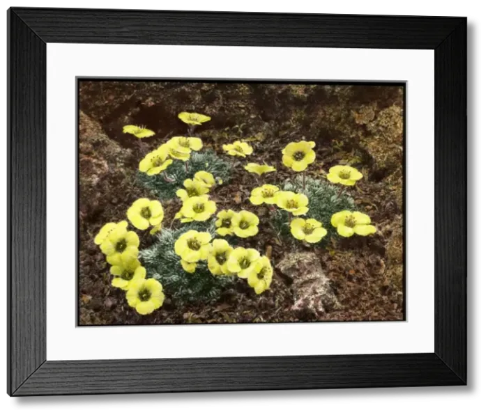 Framed Print : Saxifraga Faldonside Framed Print : Saxifraga Faldonside