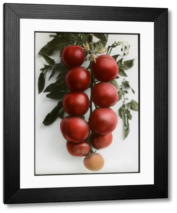 Framed Print : Solanum Lycopersicum (Tomato) Sunrise Framed Print : Solanum Lycopersicum (Tomato) Sunrise