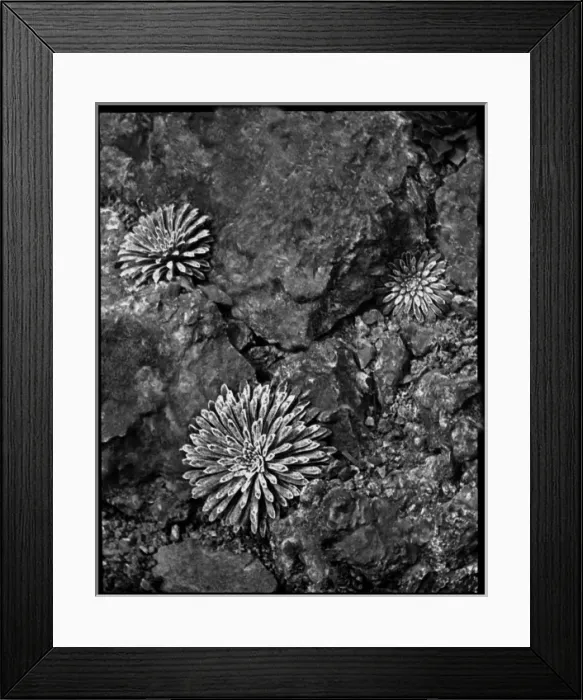 Framed Print : Saxifraga Longifolia Framed Print : Saxifraga Longifolia