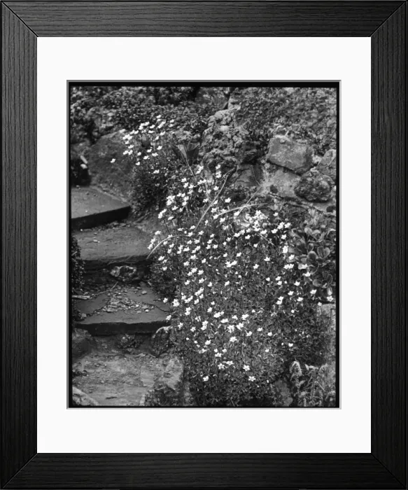 Framed Print : Saxifraga Palmata, growing by steps Framed Print : Saxifraga Palmata, growing by steps