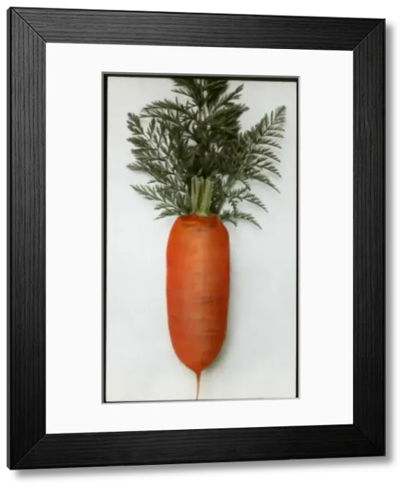 Framed Print : Daucus Carota Sativus (Carrot) with leaves attached Framed Print : Daucus Carota Sativus (Carrot) with leaves attached