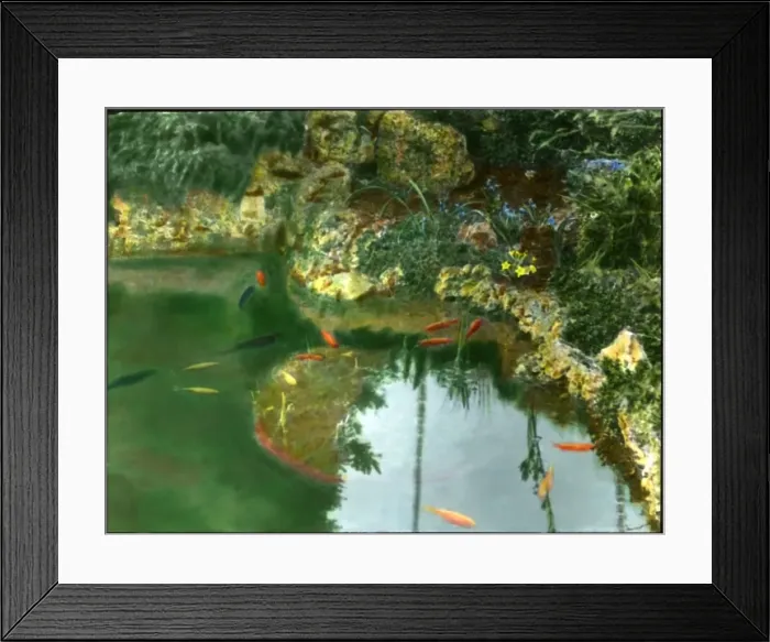 Framed Print : Goldfish in a garden pool Framed Print : Goldfish in a garden pool