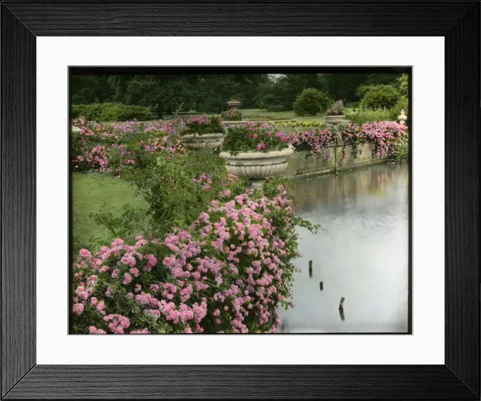 Framed Print : Brambles and pink flowers beside a lake Framed Print : Brambles and pink flowers beside a lake