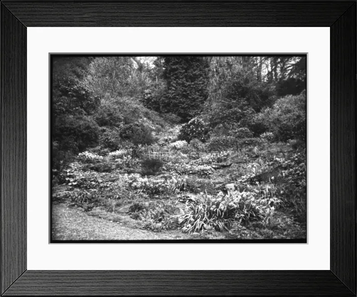 Framed Print : Unidentified garden Framed Print : Unidentified garden