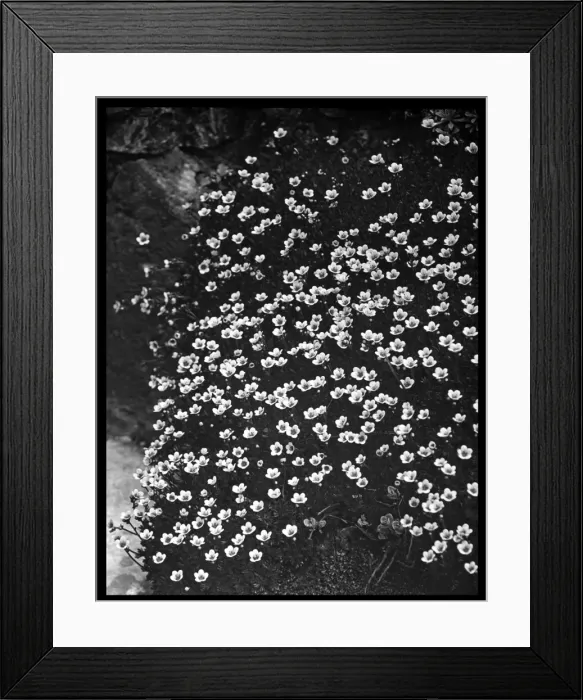 Framed Print : Saxifraga Cespitosa (Tufted Saxifrage) Framed Print : Saxifraga Cespitosa (Tufted Saxifrage)