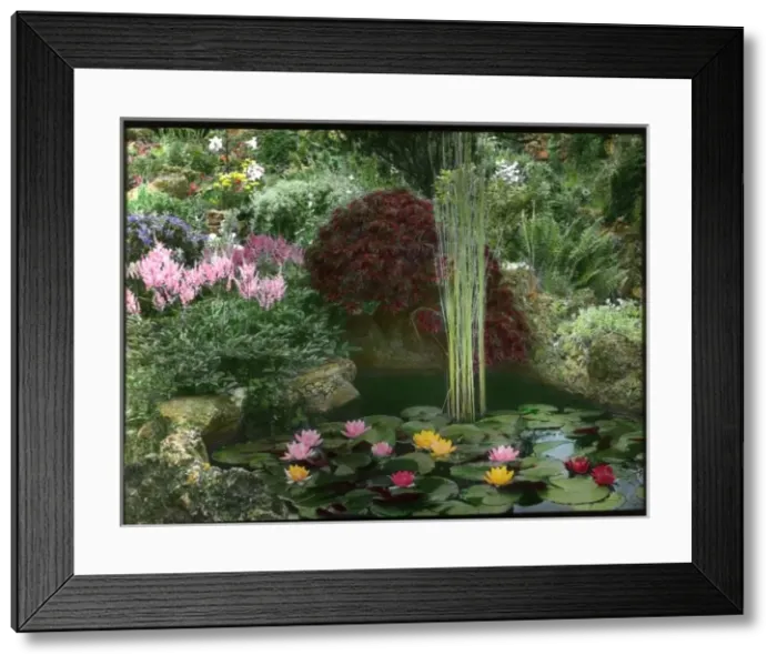 Framed Print : Ornamental pond in a garden Framed Print : Ornamental pond in a garden