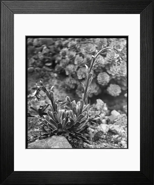Framed Print : Saxifraga Cotyledon Pyramidalis Framed Print : Saxifraga Cotyledon Pyramidalis