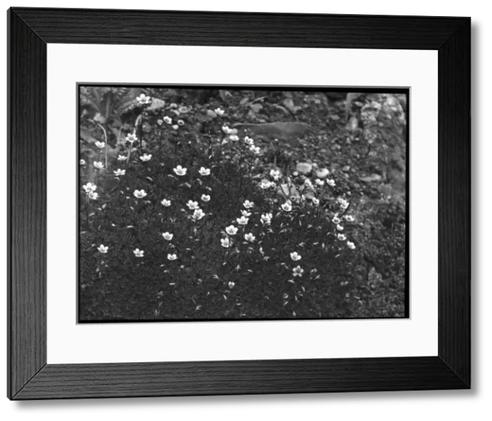 Framed Print : Saxifraga Rosacea (Irish Saxifrage) Framed Print : Saxifraga Rosacea (Irish Saxifrage)