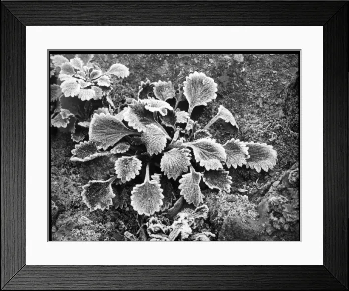 Framed Print : Saxifraga Umbrosa Pectinata Framed Print : Saxifraga Umbrosa Pectinata