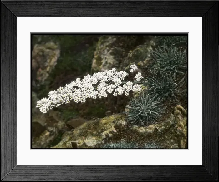 Framed Print : Saxifraga Lingulata in the Malby garden