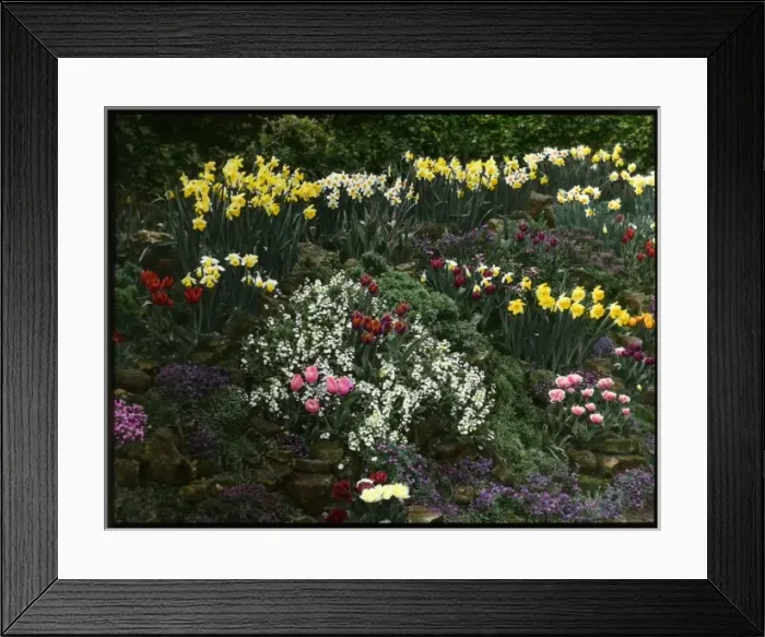 Framed Print : Array of spring flowers in a rock garden Framed Print : Array of spring flowers in a rock garden