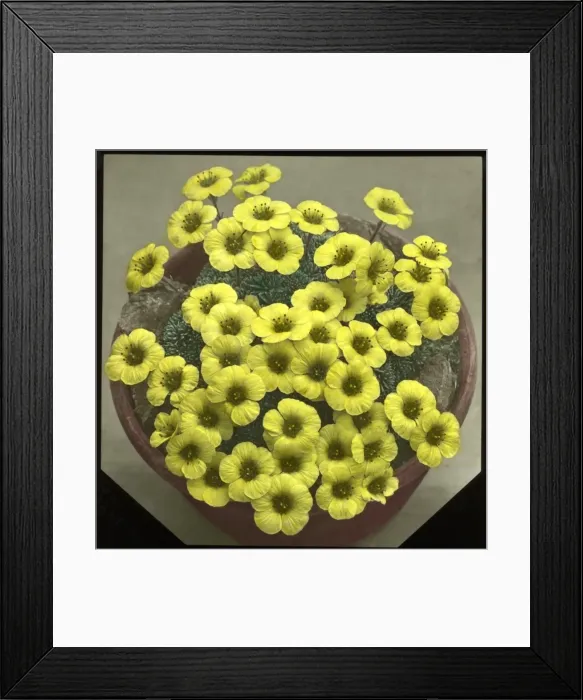 Framed Print : Saxifraga Faldonside Framed Print : Saxifraga Faldonside