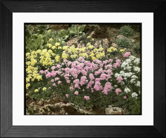 Framed Print : Saxifraga Aizoon, with Lutea and Rosea varieties Framed Print : Saxifraga Aizoon, with Lutea and Rosea varieties