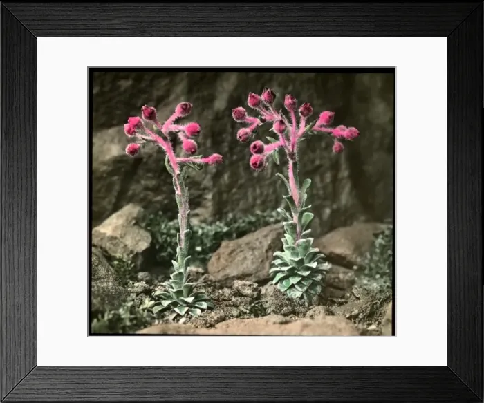 Framed Print : Saxifraga Stribrnyi Framed Print : Saxifraga Stribrnyi