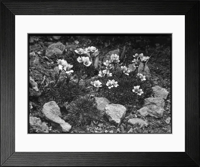 Framed Print : Saxifraga Elizabethe Framed Print : Saxifraga Elizabethe