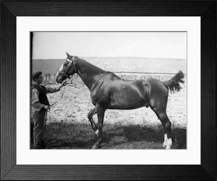 Framed Print : Stable boy with prizewinning horse Framed Print : Stable boy with prizewinning horse