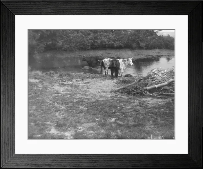 Framed Print : Cows at St Nons pond, St Davids, Pembrokeshire, South Wale Framed Print : Cows at St Nons pond, St Davids, Pembrokeshire, South Wale